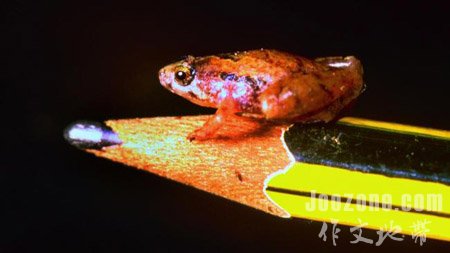世界上最小的青蛙在铅笔上
