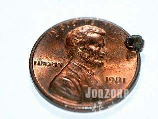 世界上最小的青蛙在一枚硬币上